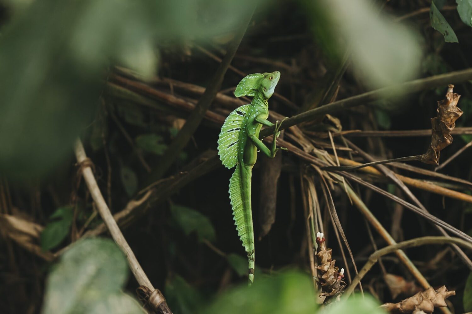 L1140779 Photography Gear costa rica traveler