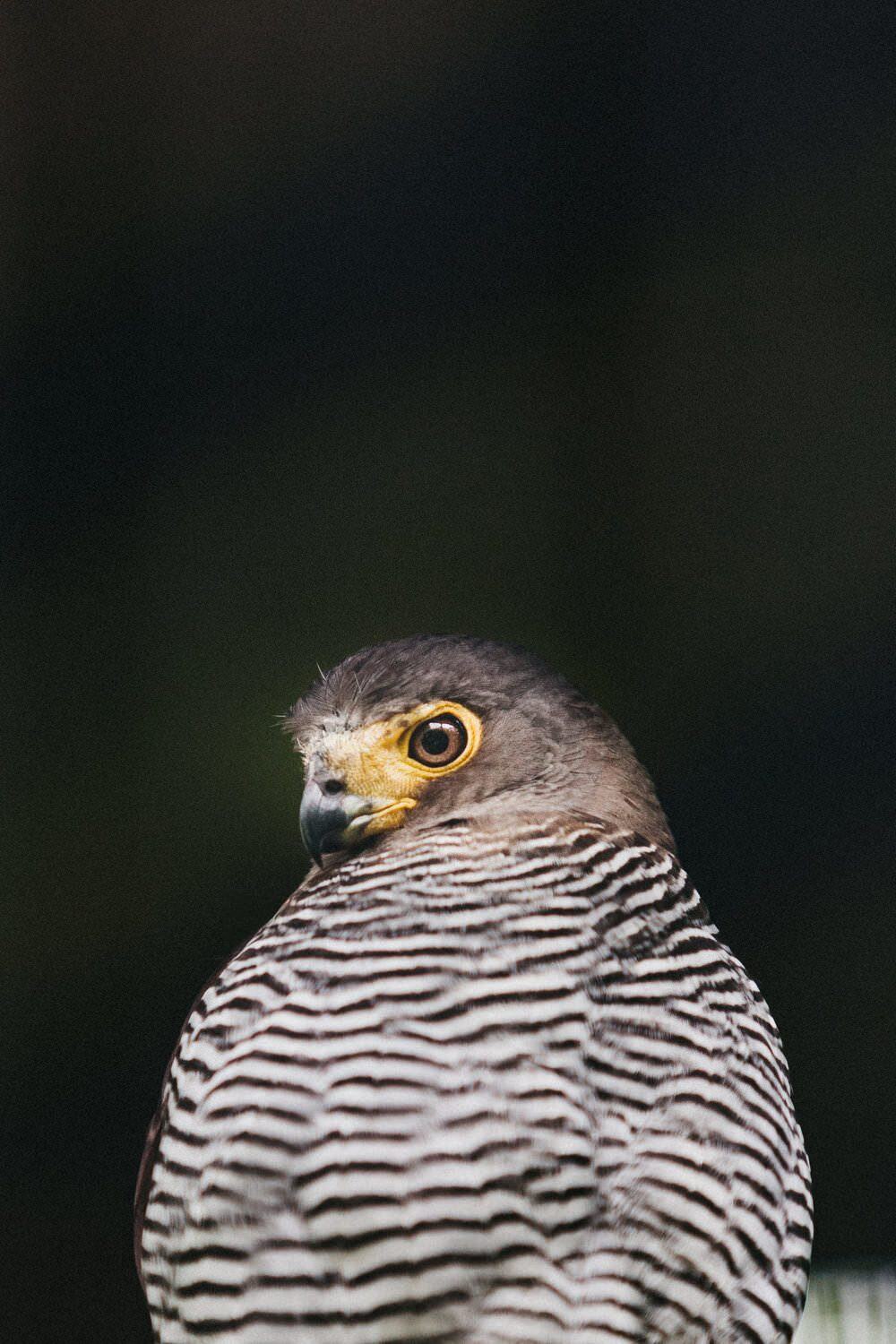 Wildlife photographer costa rica