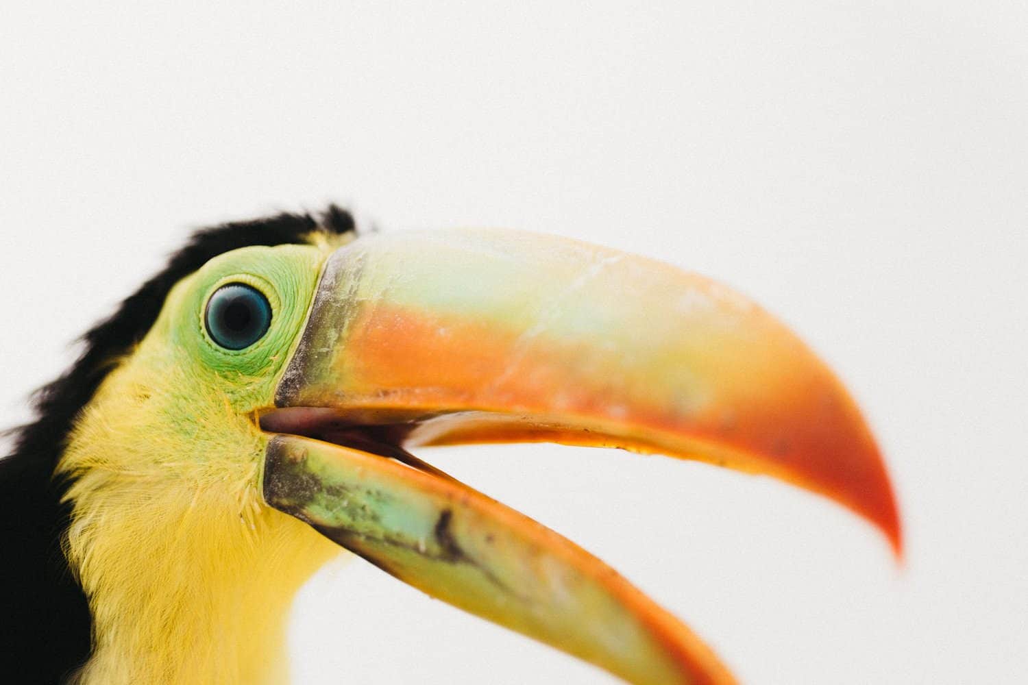 Wildlife photographer costa rica