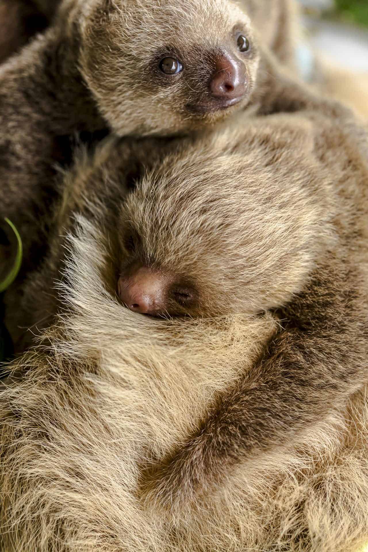 Wildlife photographer costa rica