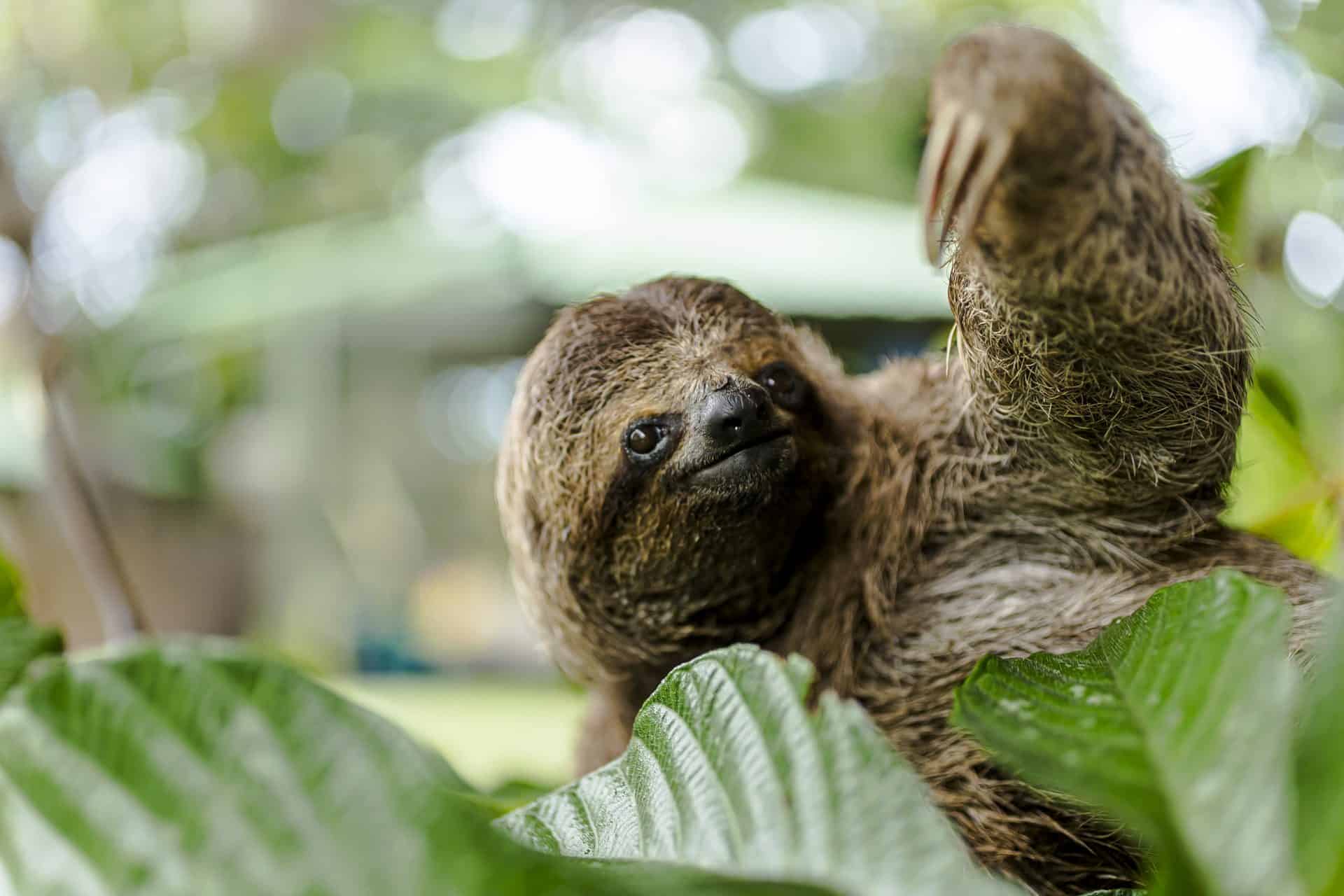 Wildlife photographer costa rica