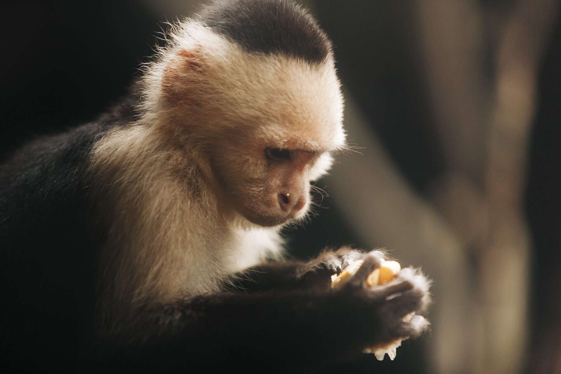 Wildlife photographer costa rica