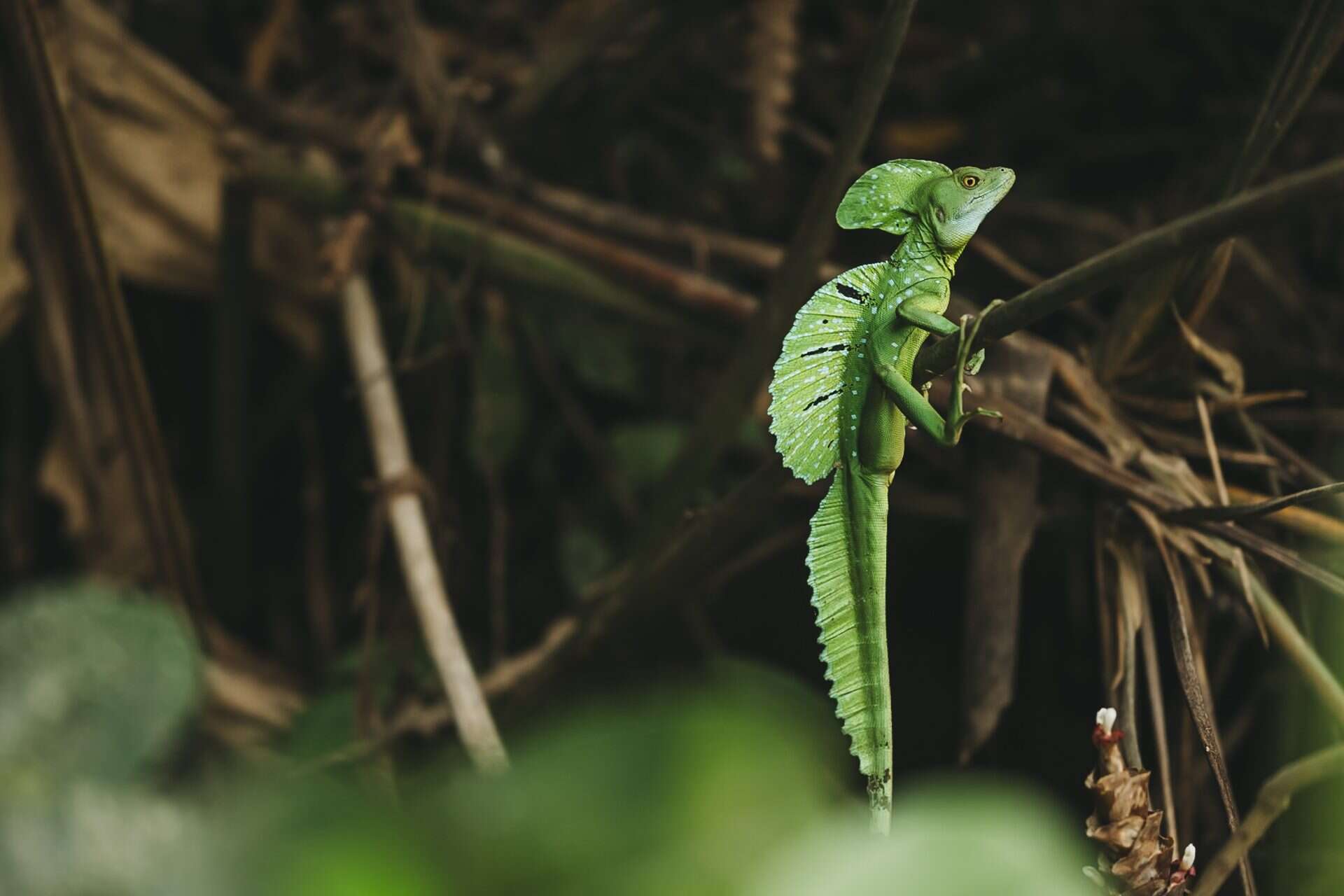 Wildlife photographer costa rica