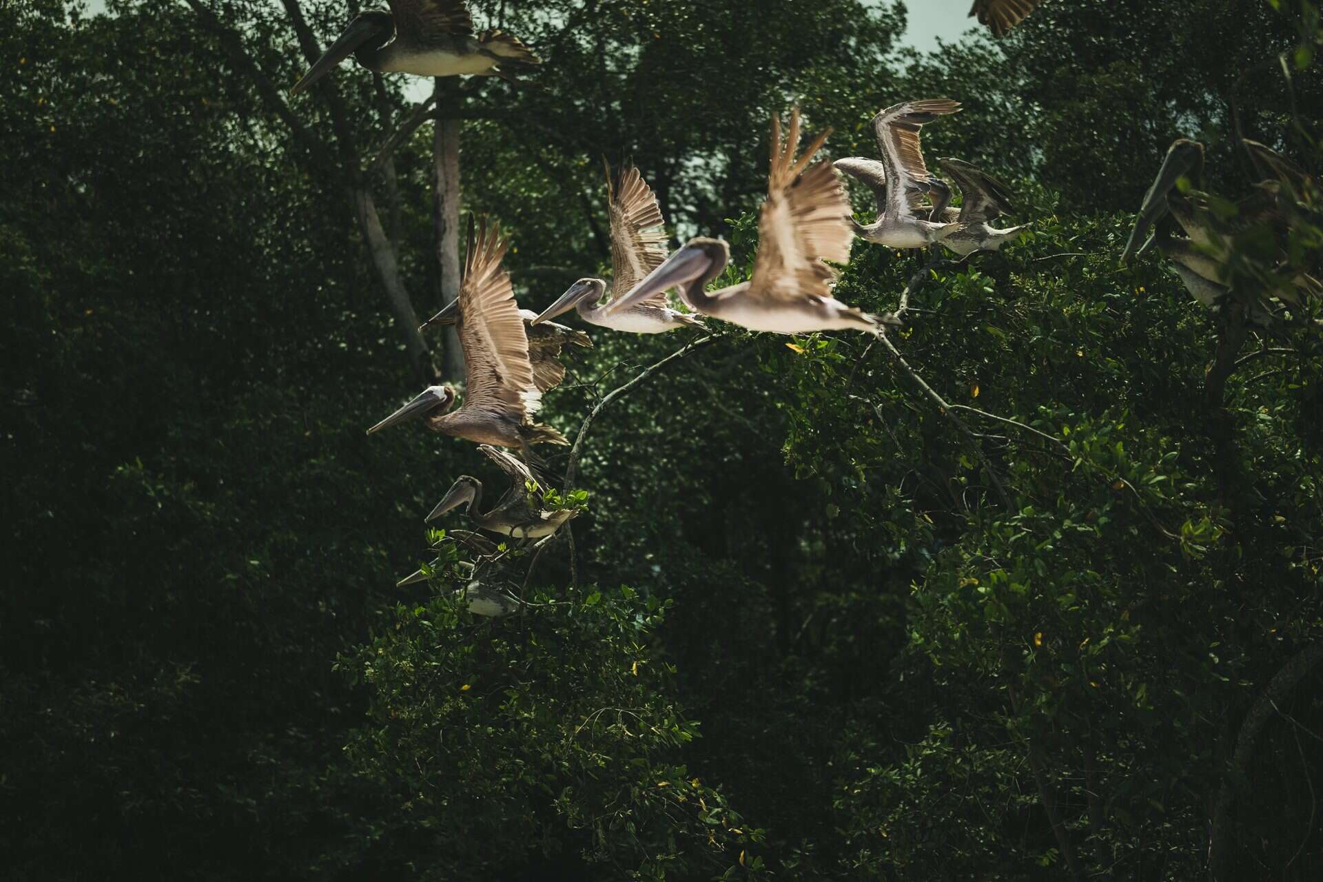 Wildlife photographer costa rica