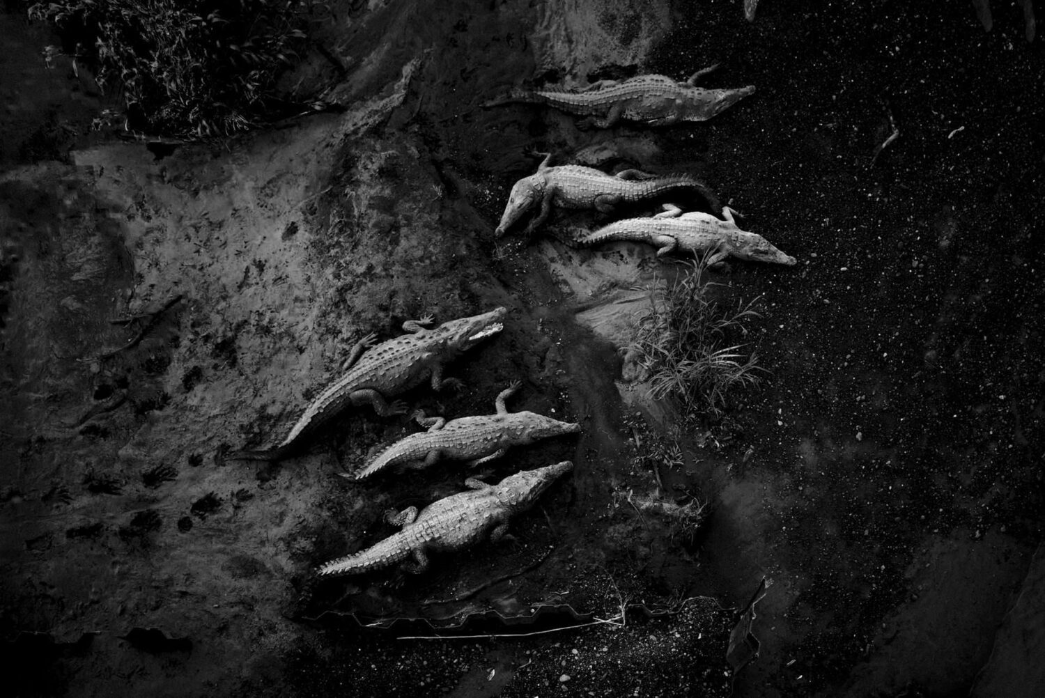 Wildlife photographer costa rica
