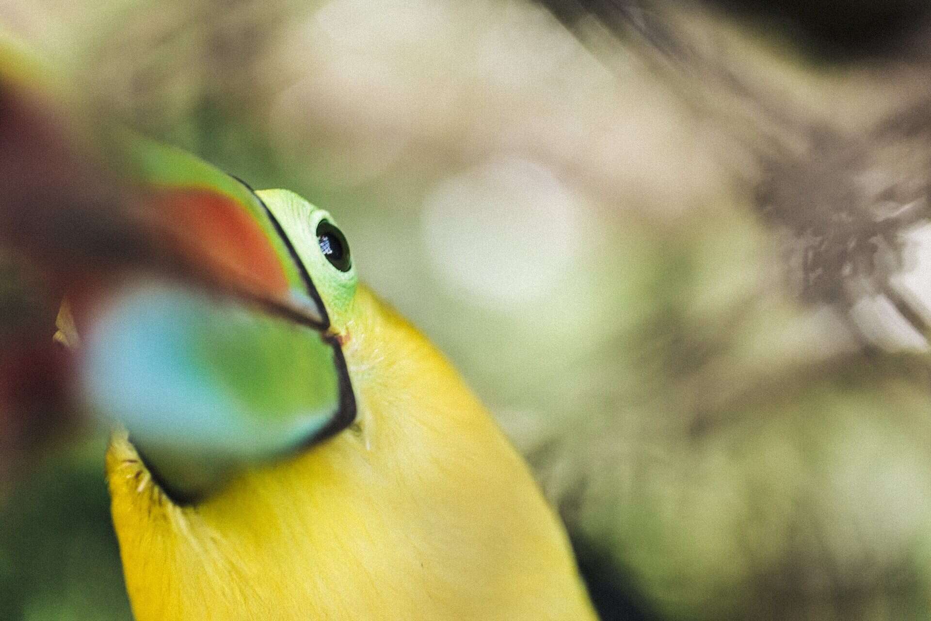 Wildlife photographer costa rica
