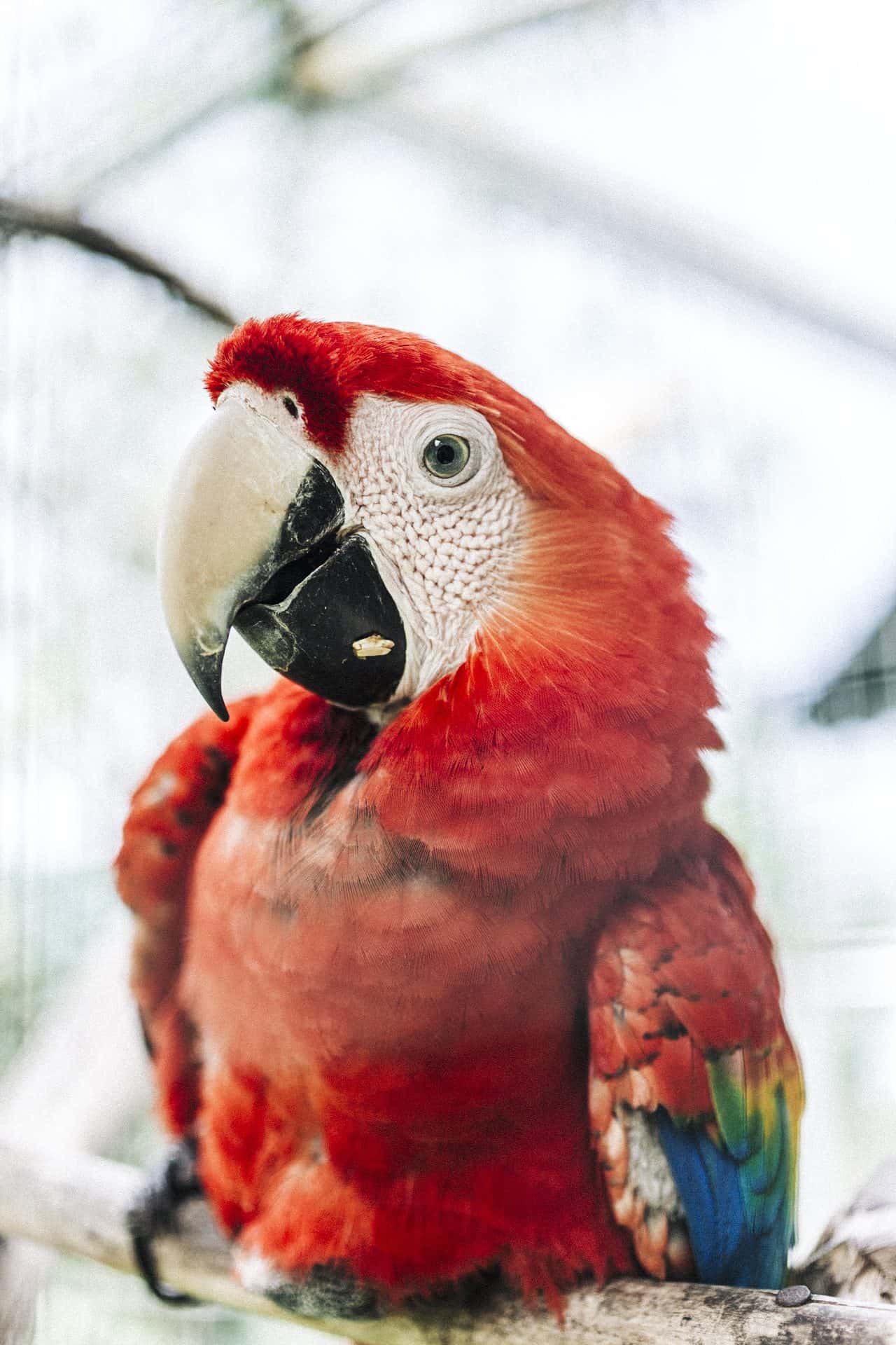 Wildlife photographer costa rica