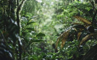 Monteverde Photography Visual Storytelling to Escape & Reawaken | Christopher Alga