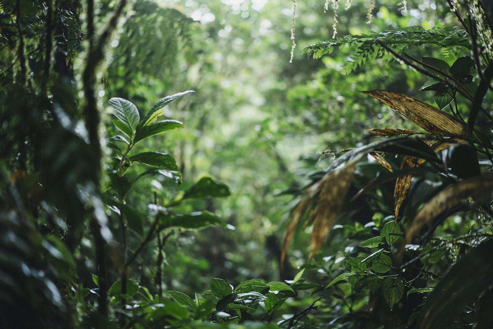 monteverde photography visual storytelling