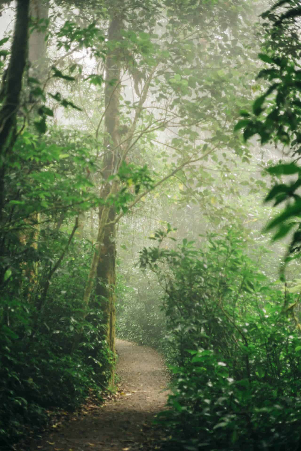 monteverde photography visual storytelling
