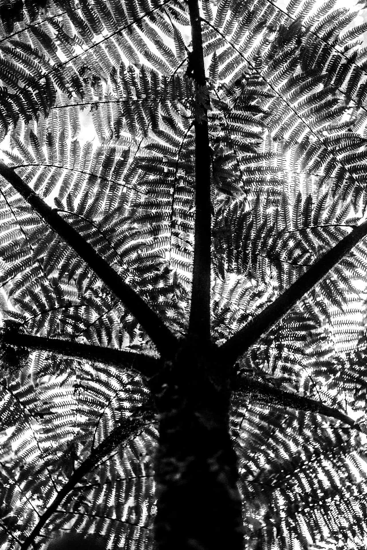 Ancient tree textures in Monteverde cloud forest, creative escape through nature photography