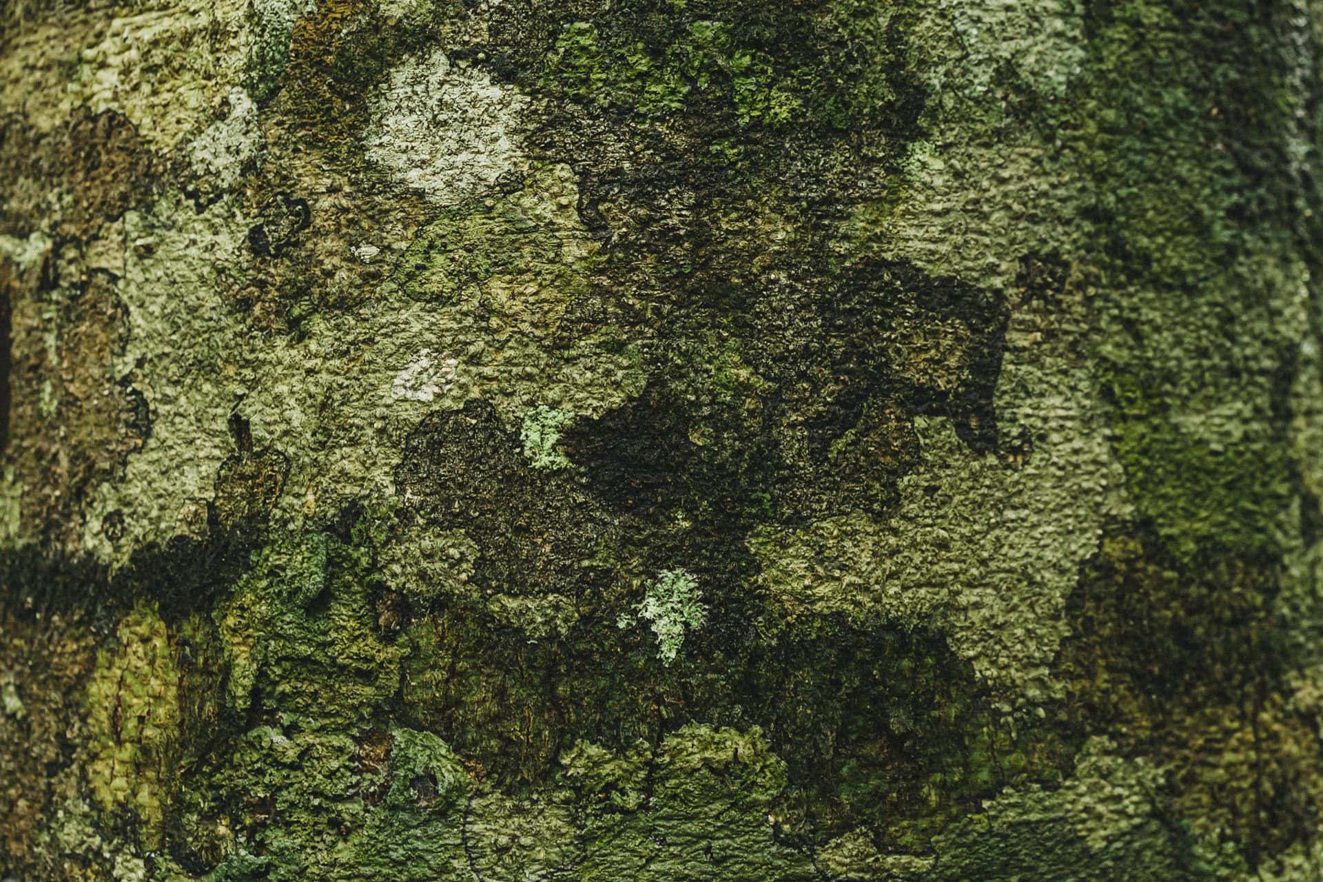 Ancient tree textures in Monteverde cloud forest, creative escape through nature photography