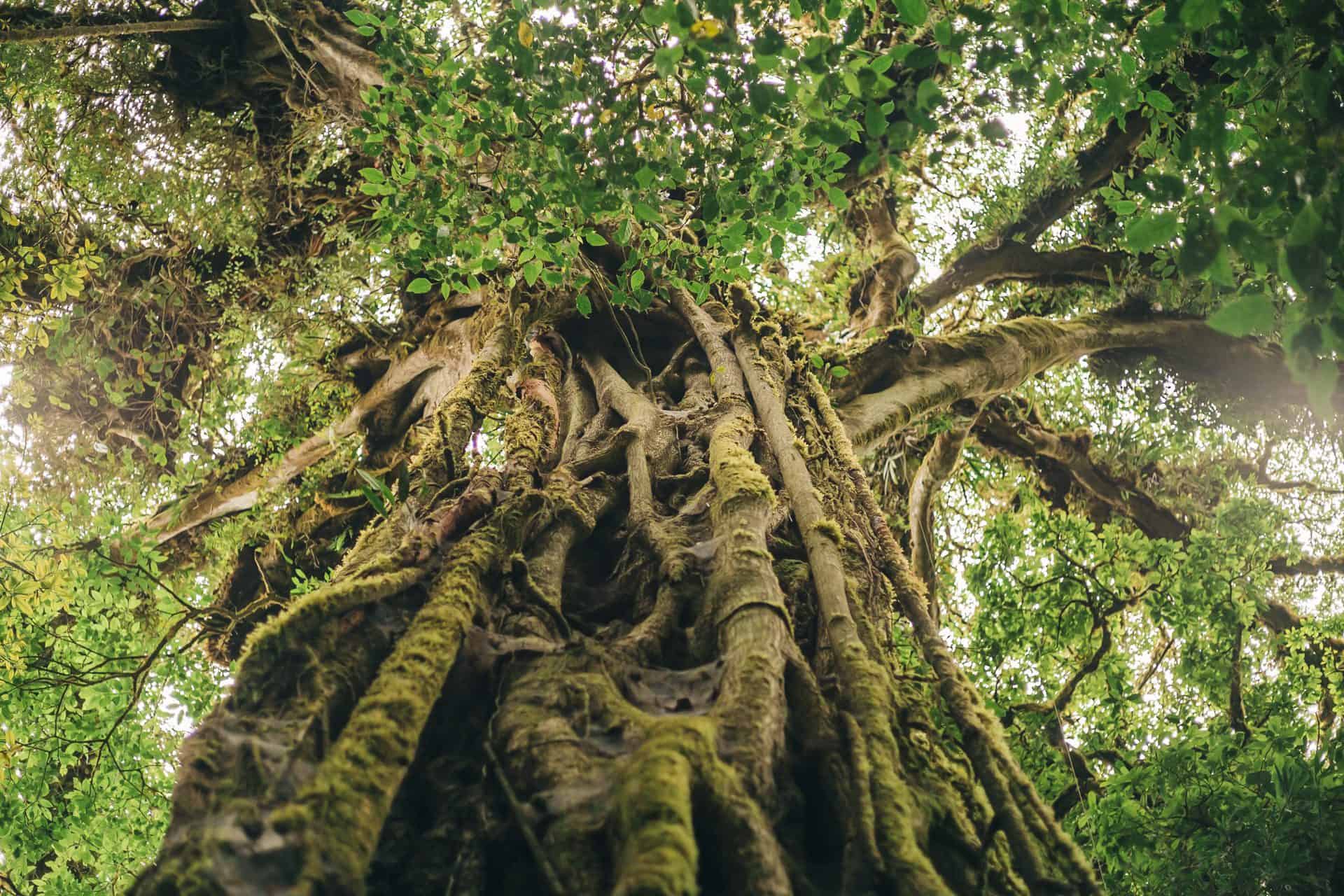 Misty atmosphere in Monteverde, finding inspiration in nature's light