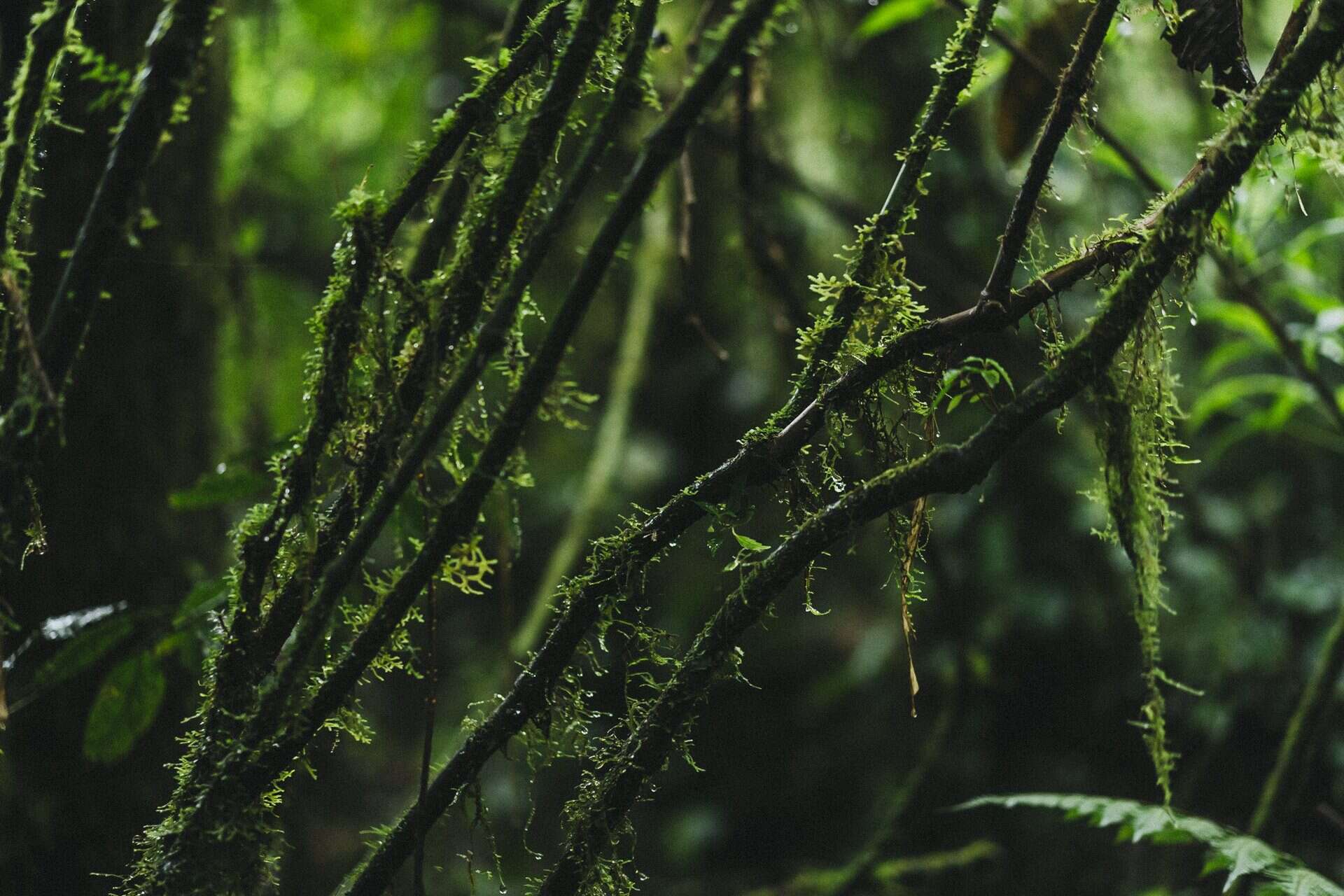 Majestic tree forms, storytelling with Monteverde flora