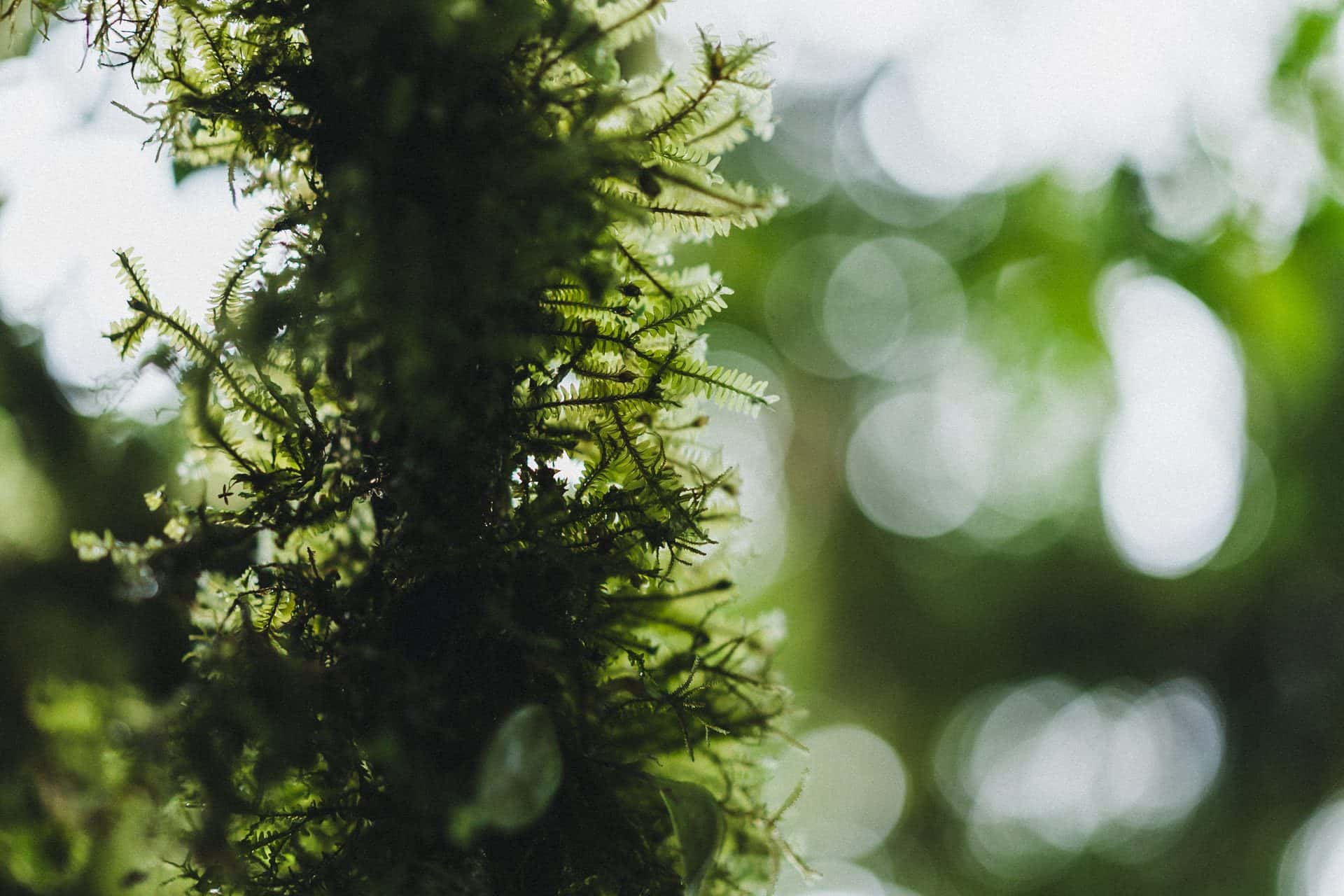 Majestic tree forms, storytelling with Monteverde flora