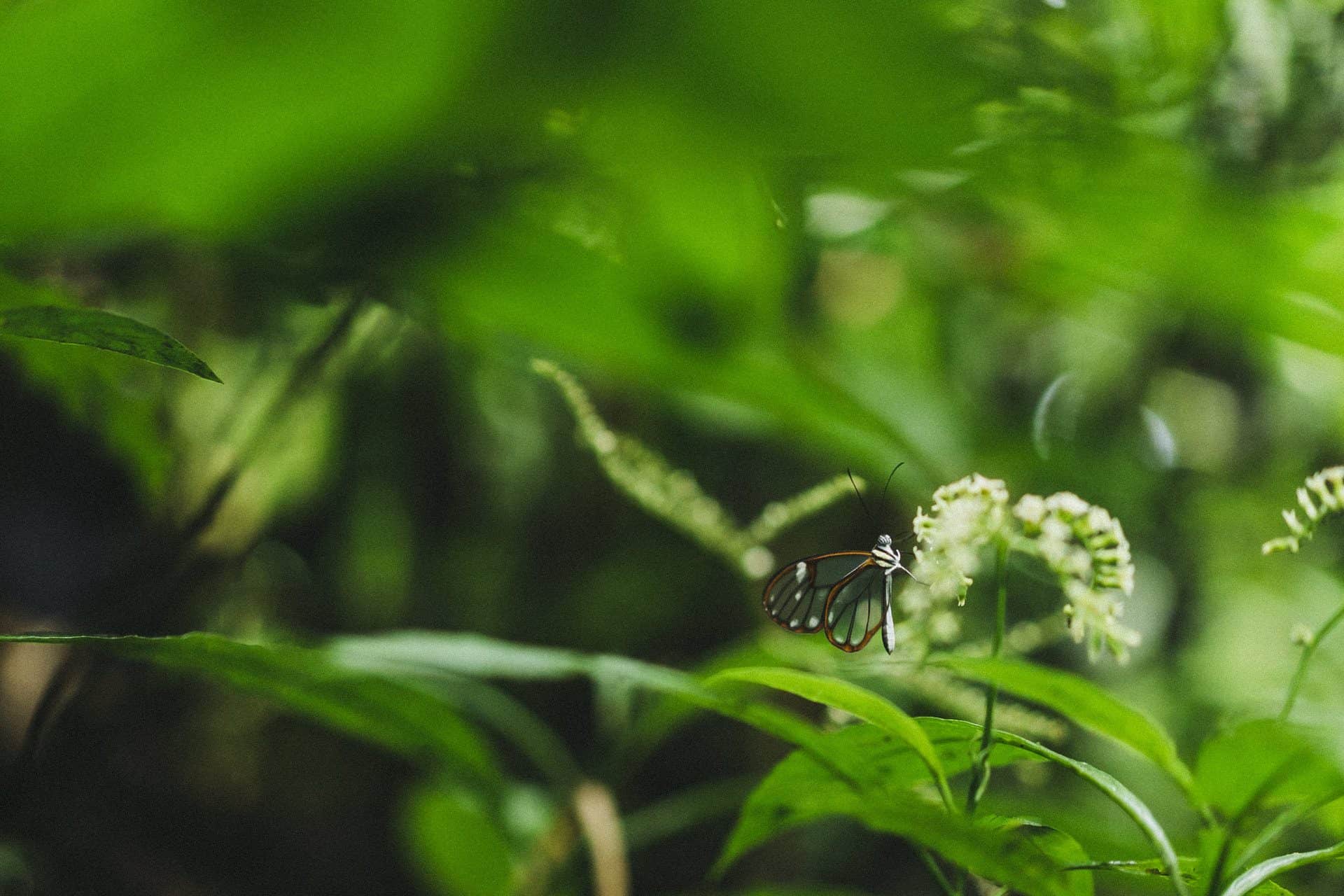 Intricate orchid detail, macro photography for creative inspiration in Monteverde.