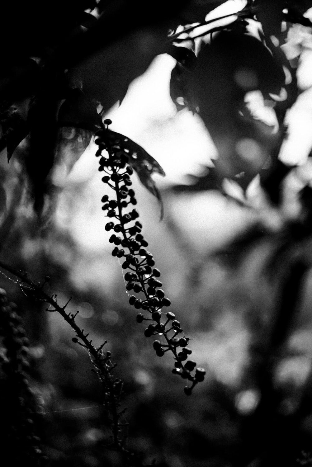 Light and shadow play on rainforest flora, crafting a visual narrative