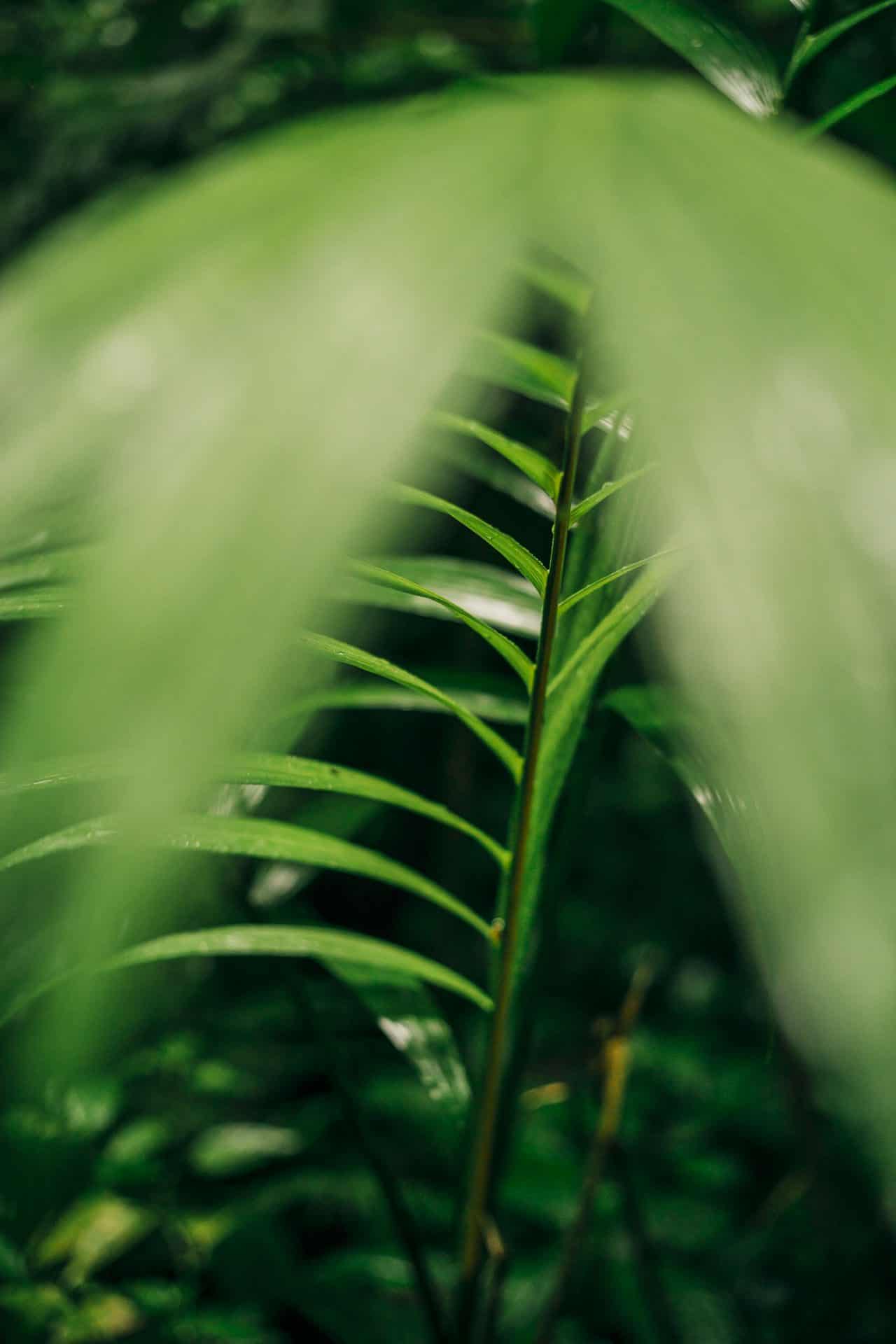 Light and shadow play on rainforest flora, crafting a visual narrative