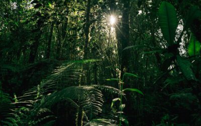 Overcoming Lighting and Composition Challenges in Rainforest Photography