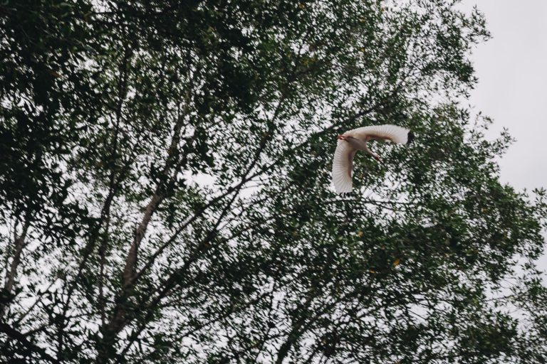 Before The Decisive Moment | A Blog to Share Photography Knowledge and Inpire Exploration 19 Ethical Wildlife Photography: Official Tips for Costa Rica