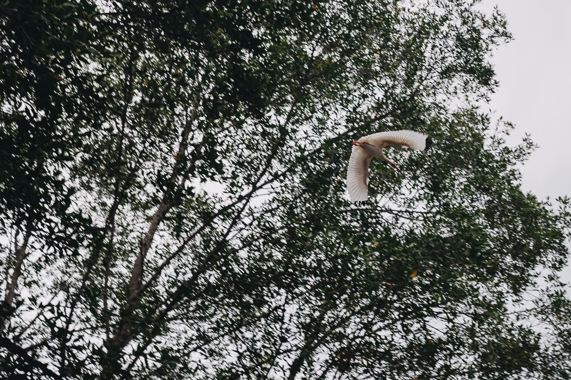 Ethical wildlife photography costa rica of a flying egrit at tarcoles river, the costa rica crocodile bridge