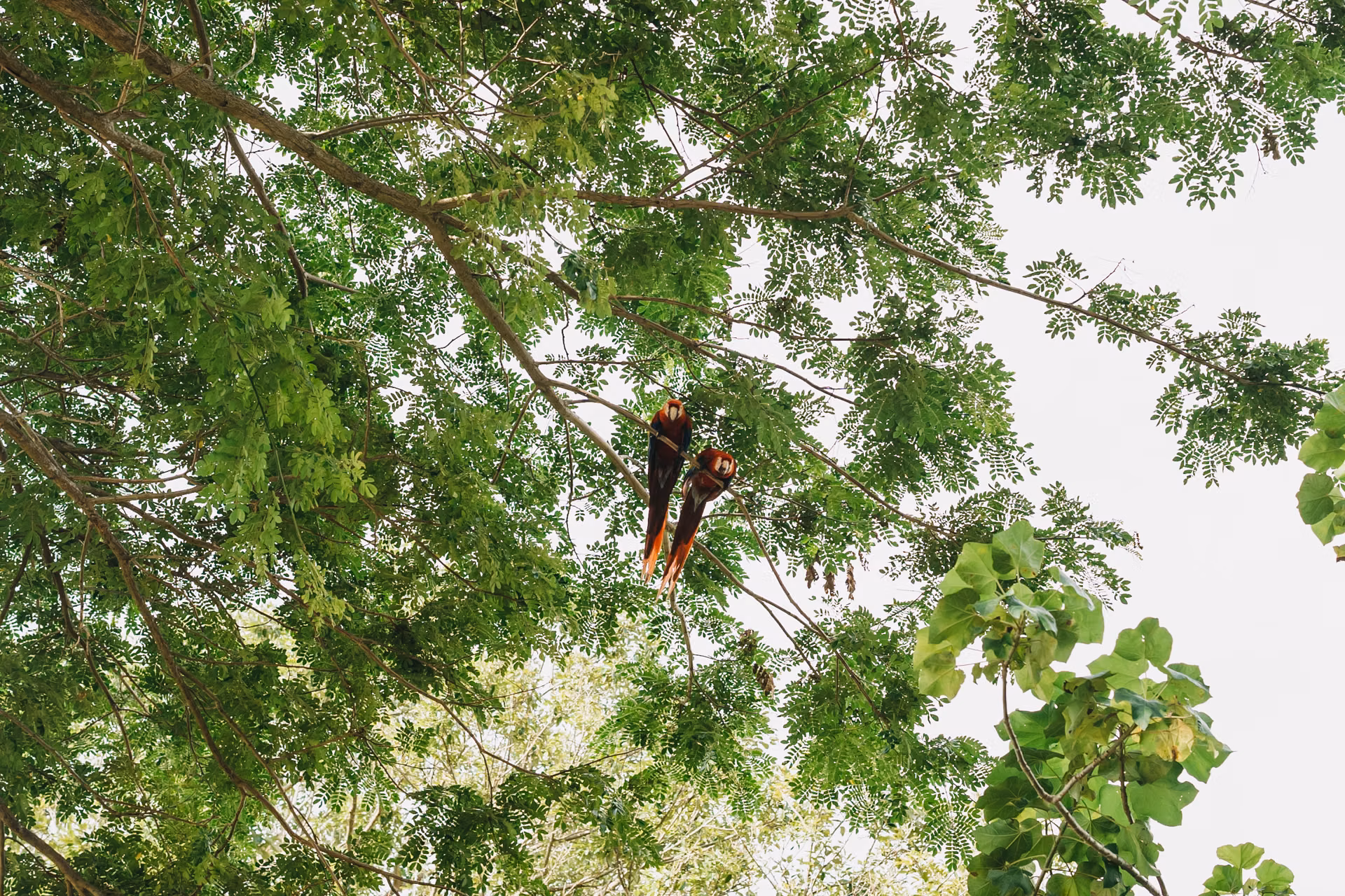 Ethical wildlife photography costa rica of a macaw couple at tarcoles river, the costa rica crocodile bridge