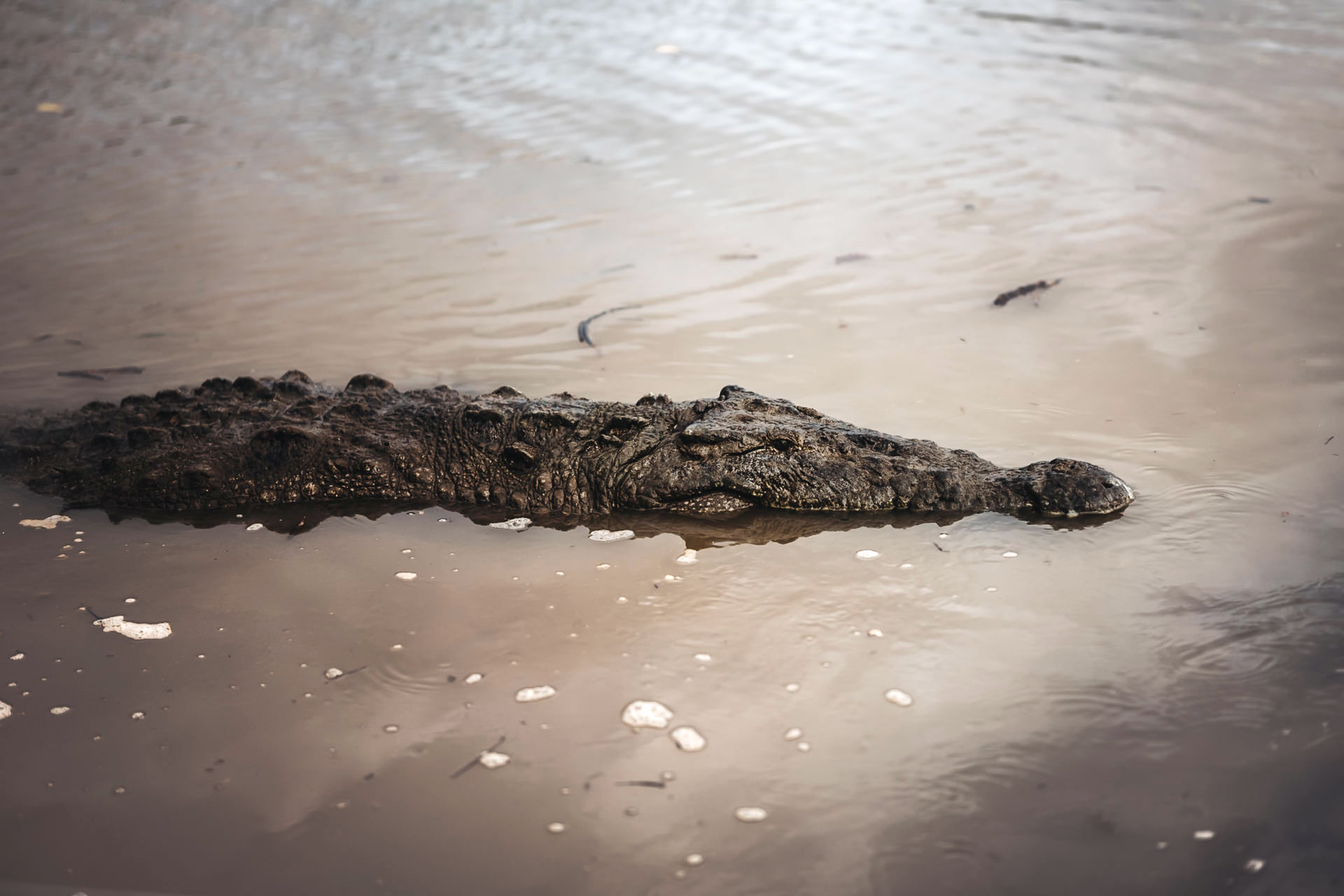 Ethical wildlife photography costa rica of a crocodile at tarcoles river, the costa rica crocodile bridge