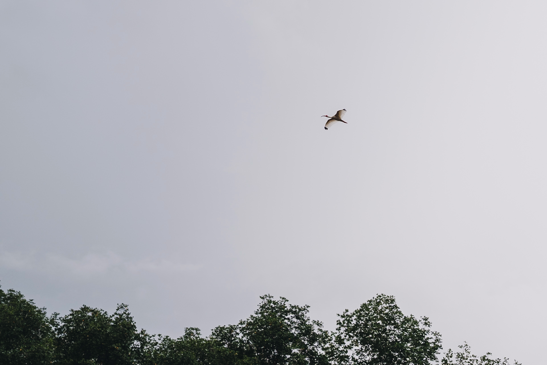 Ethical wildlife photography costa rica of a flying egrit at tarcoles river, the costa rica crocodile bridge