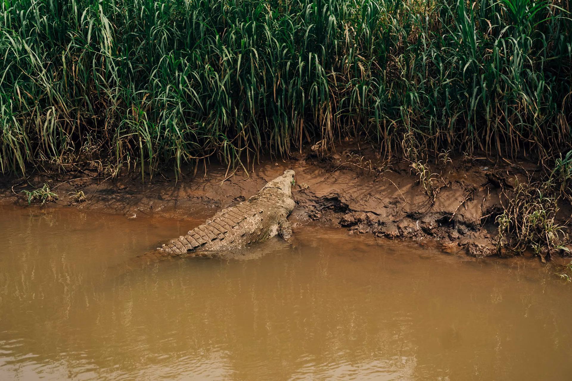 Ethical wildlife photography costa rica of a crocodile at tarcoles river, the costa rica crocodile bridge