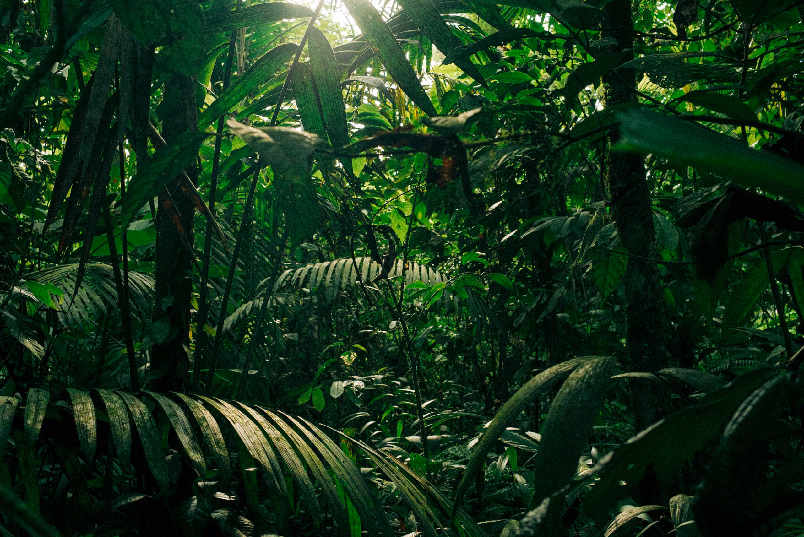 monteverde Costa Rica travel guide uk