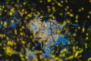 Guanacaste Photography Field Guide | Light, Seasons & Production