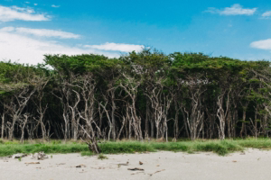 Guanacaste Photography Field Guide | Light, Seasons & Production 26