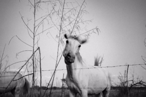Guanacaste Photography Field Guide | Light, Seasons & Production 20