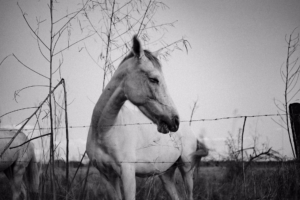Guanacaste Photography Field Guide | Light, Seasons & Production 16