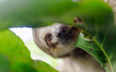 Why Dual Camera Bodies Make Sense for Rainforest Shoots