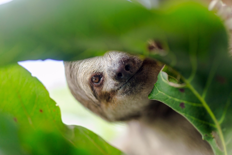 Before The Decisive Moment | A Blog to Share Photography Knowledge and Inpire Exploration 4 Why Dual Camera Bodies Make Sense for Rainforest Shoots