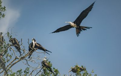Wildlife Photography in Costa Rica: Crocodiles, Macaws & Raw Nature in Tárcoles River