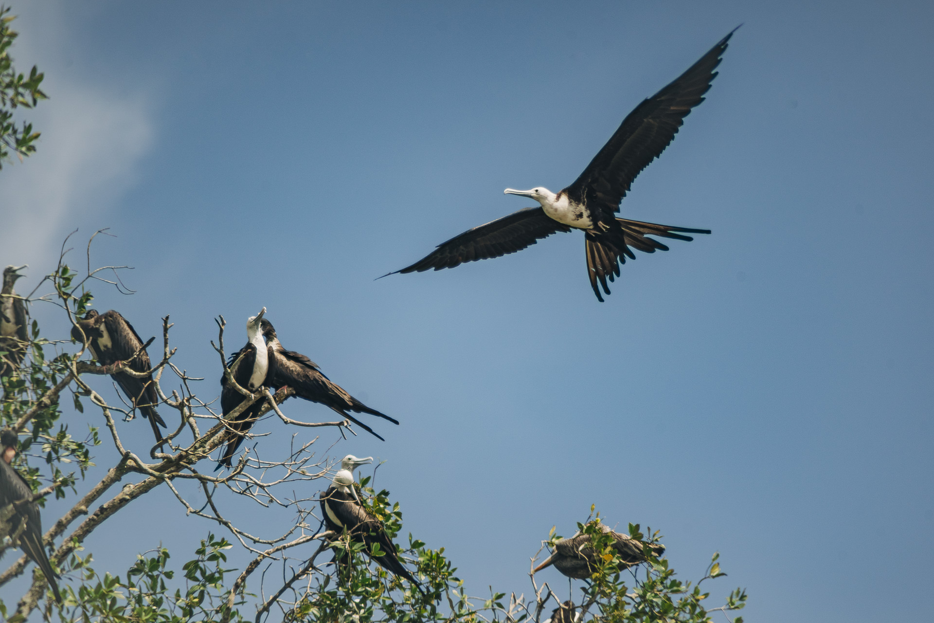 Best bird photographer in costa rica
