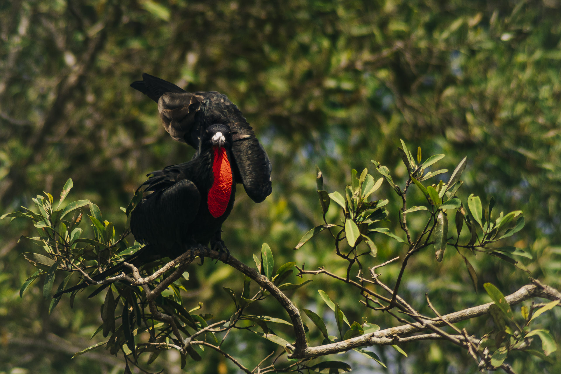 best wildlife photography spots in costa rica