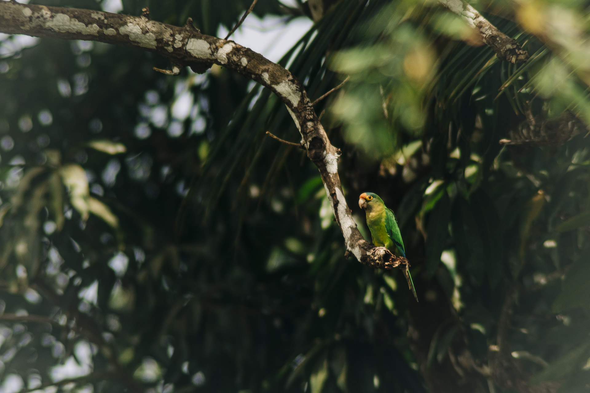 Costa rica wildlife photographer