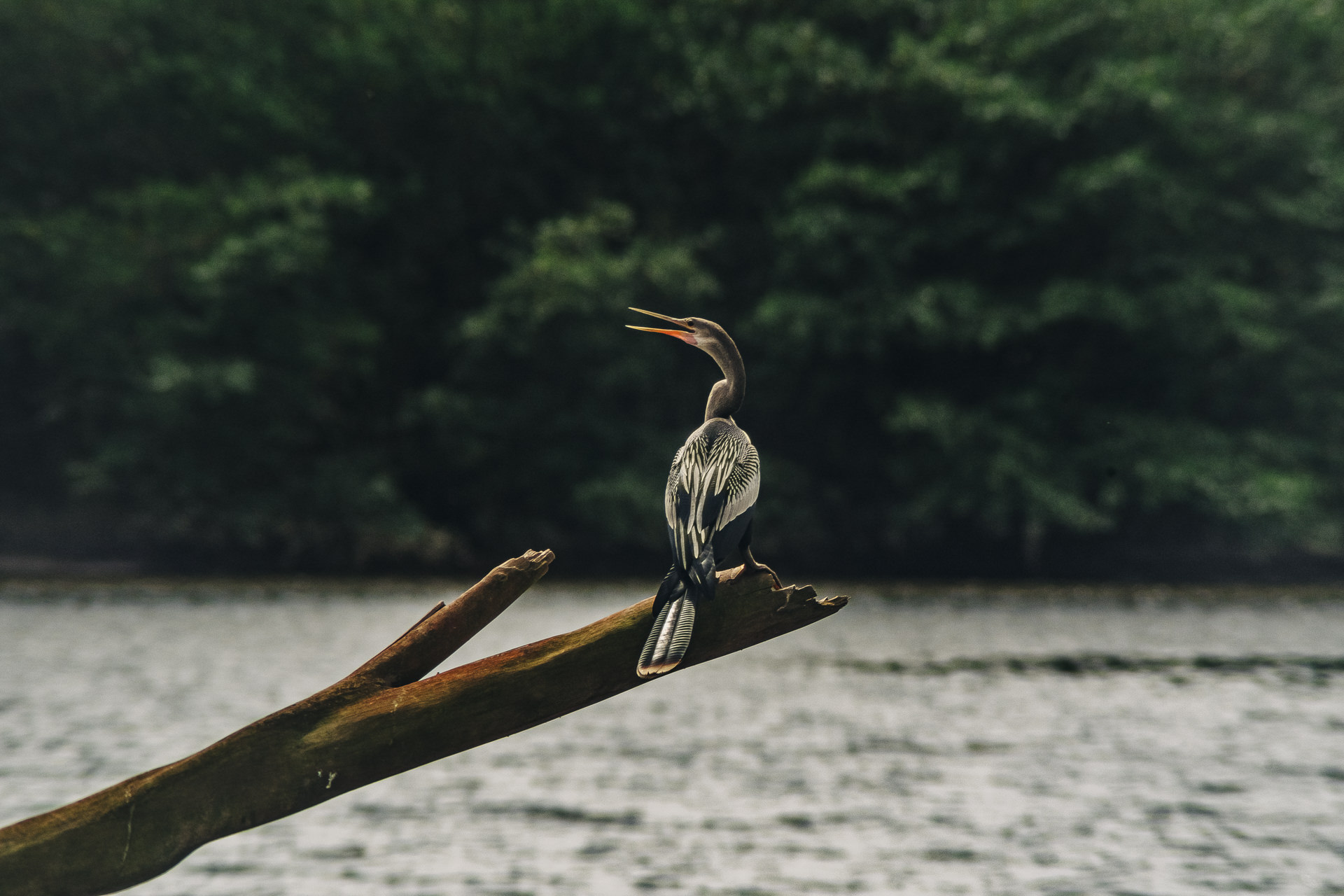 this is one of the best places to photograph birds in costa rica