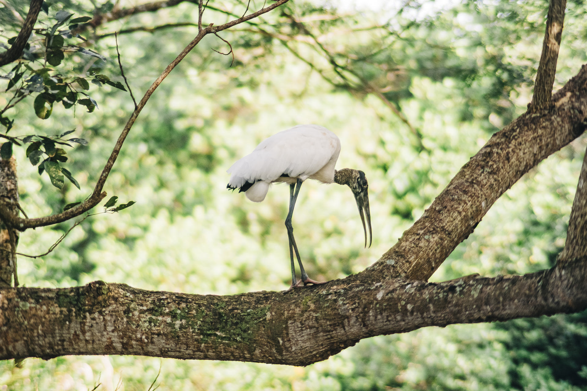 Finding birds to photograph in costa rica central pacific area