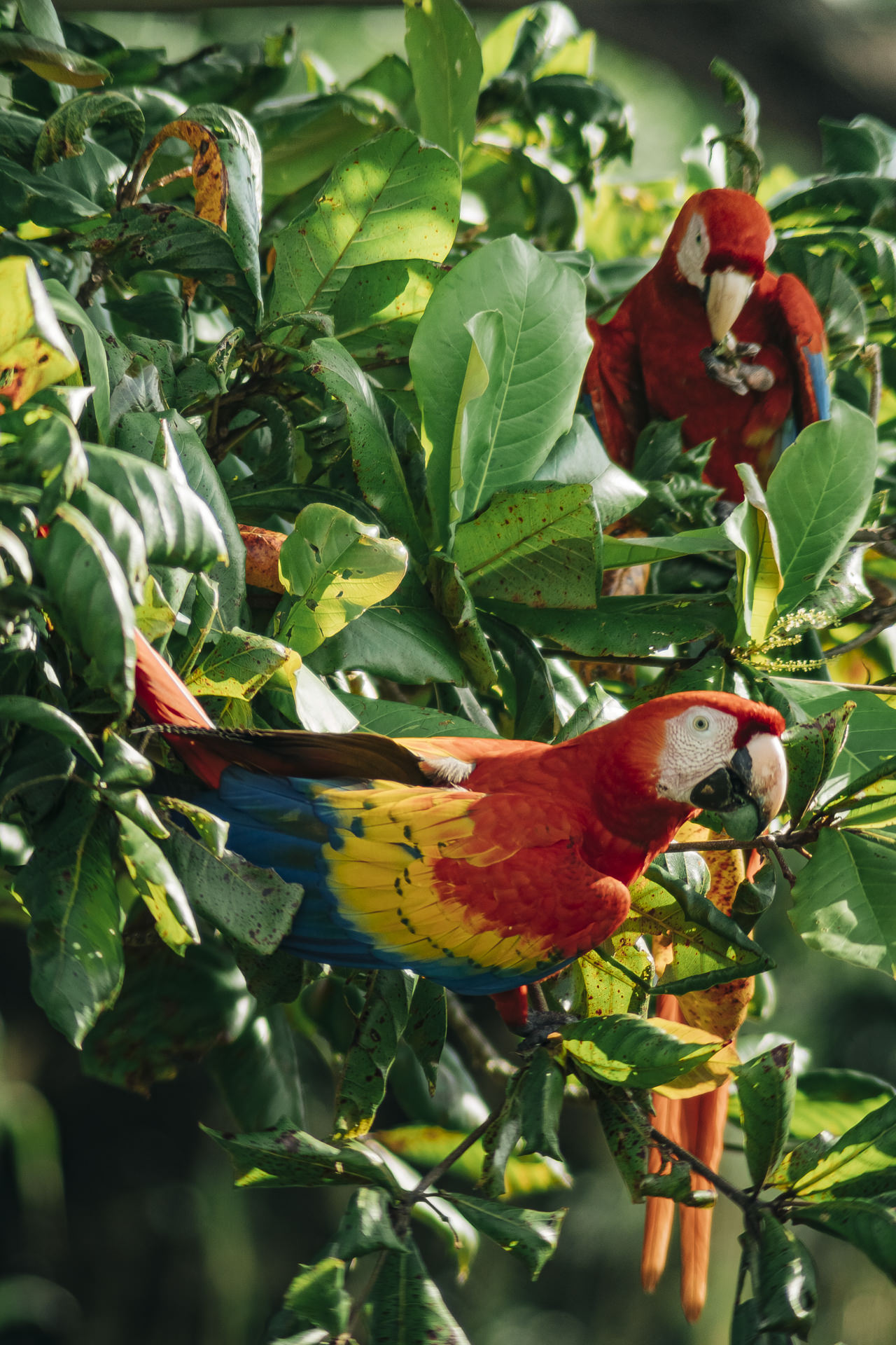Scarlet macaws on the riverbanks of the tarcoles river
