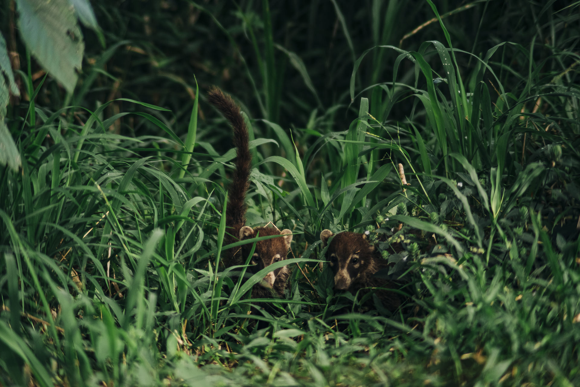 Wildlife photography in costa rica By the tarcoles river