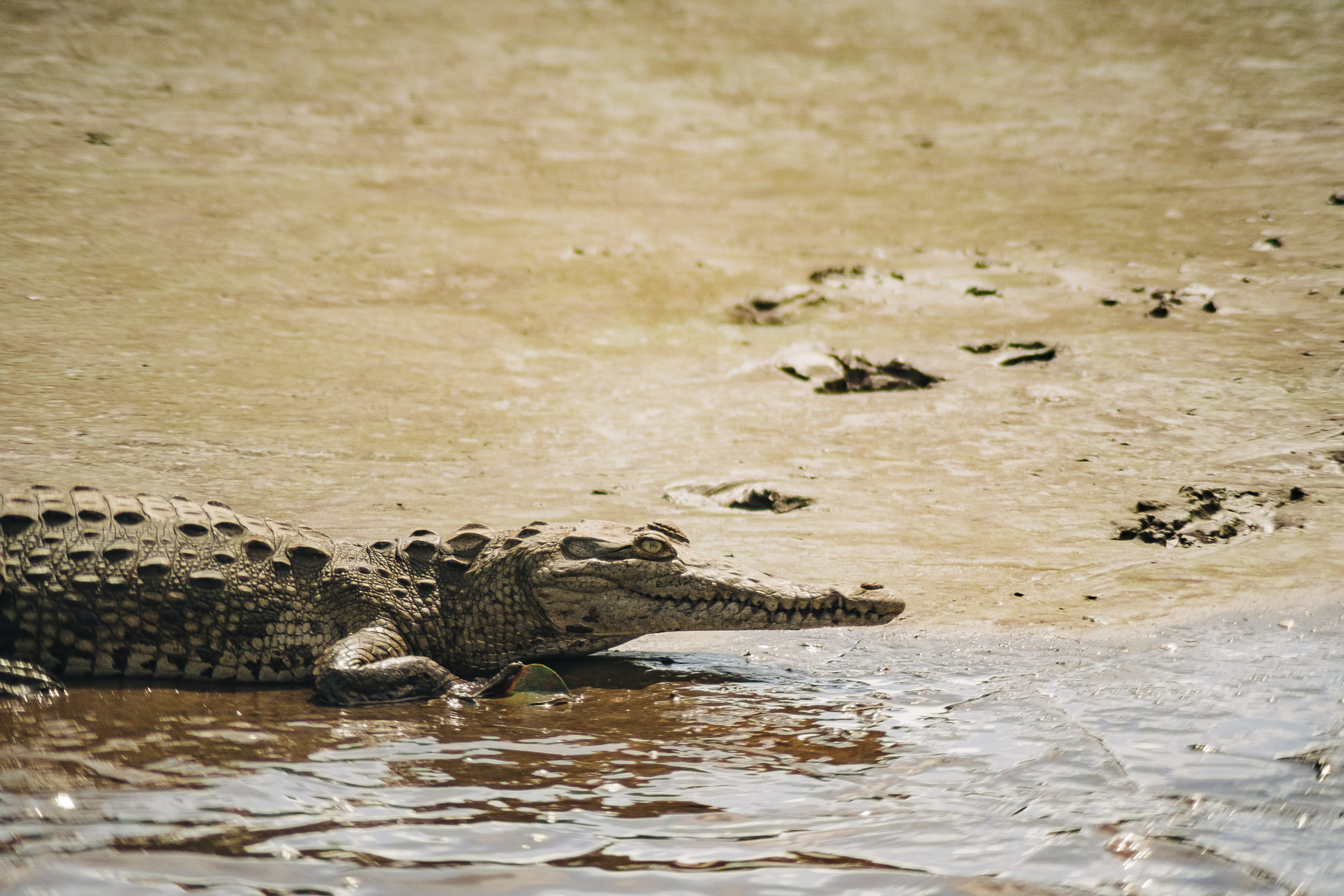 Caiman on the tarcoles river, amazing wildlife photography in costa rica