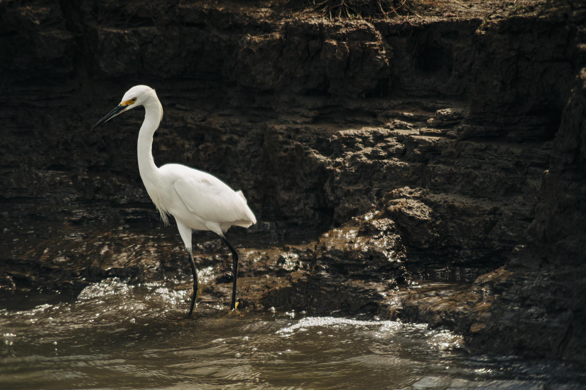 Bird photography on the riverbanks of the tarcoles river