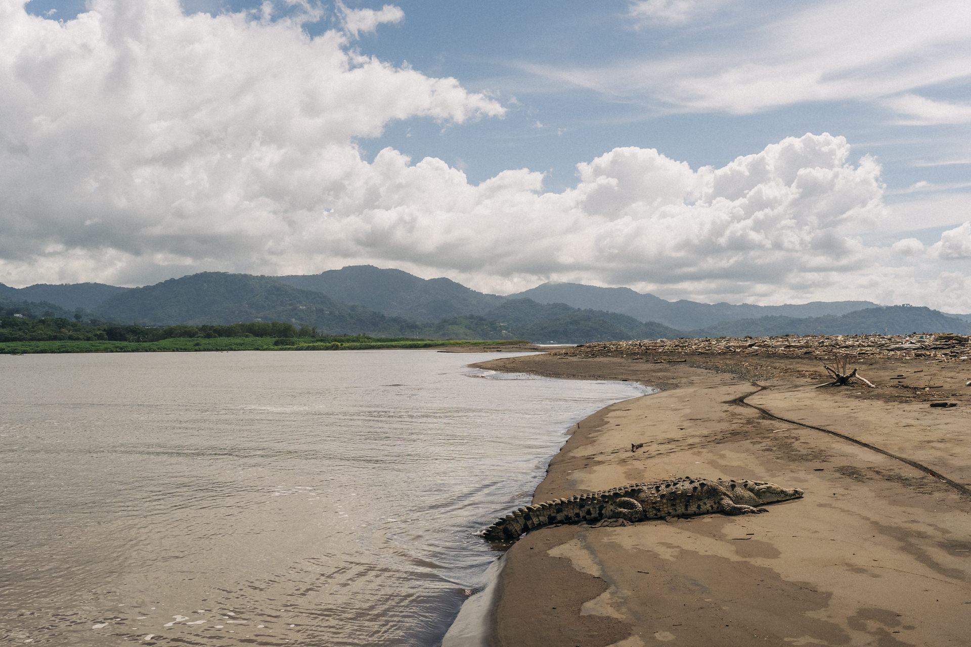 Crocodile on the riverbanks of the tarcoles river in costa rica