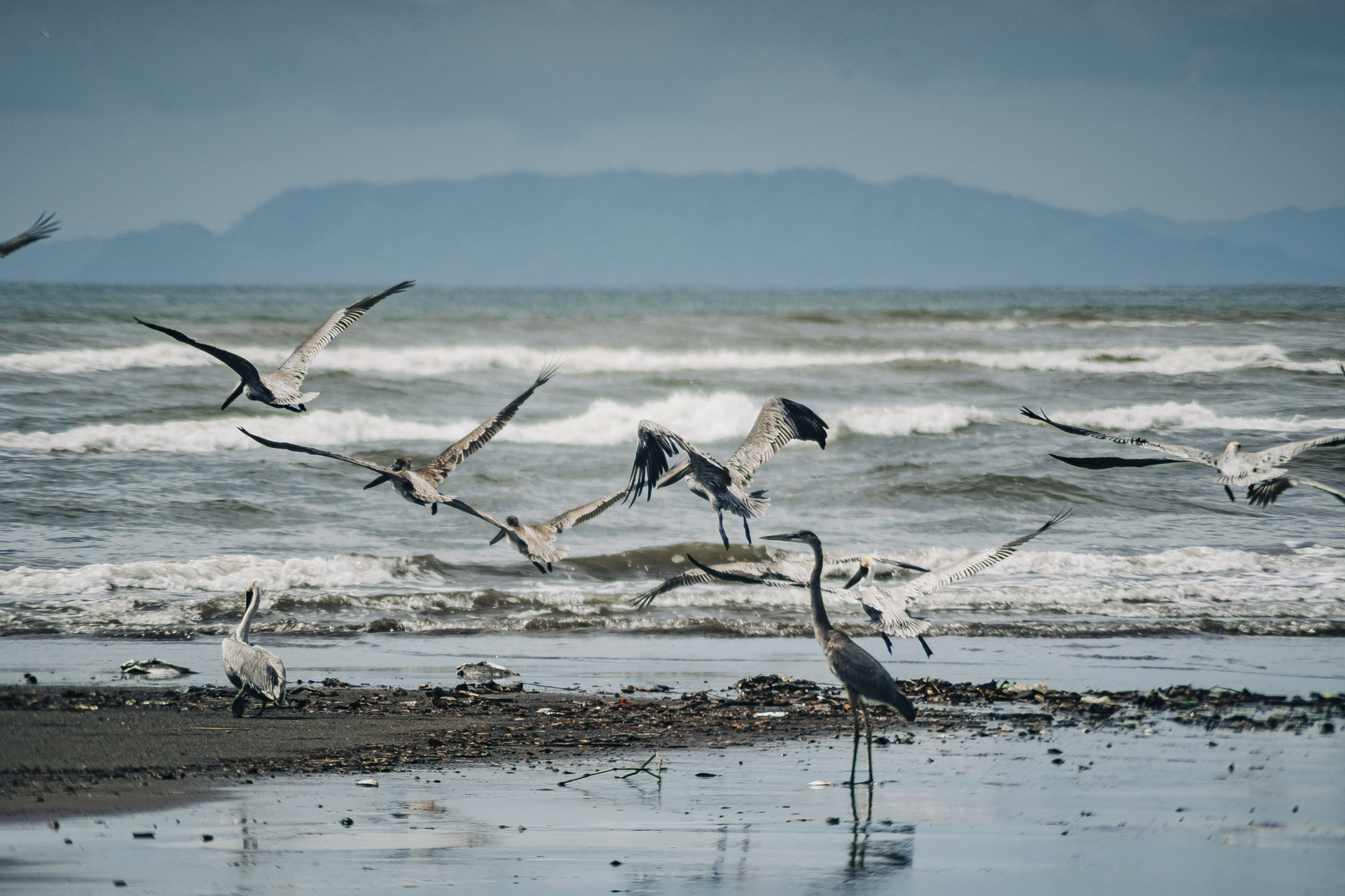 Central pacific coast in costa rica wildlife photography spots 