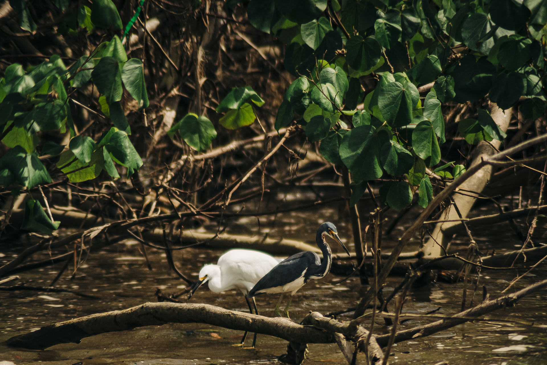 Wildlife photographers in costa rica