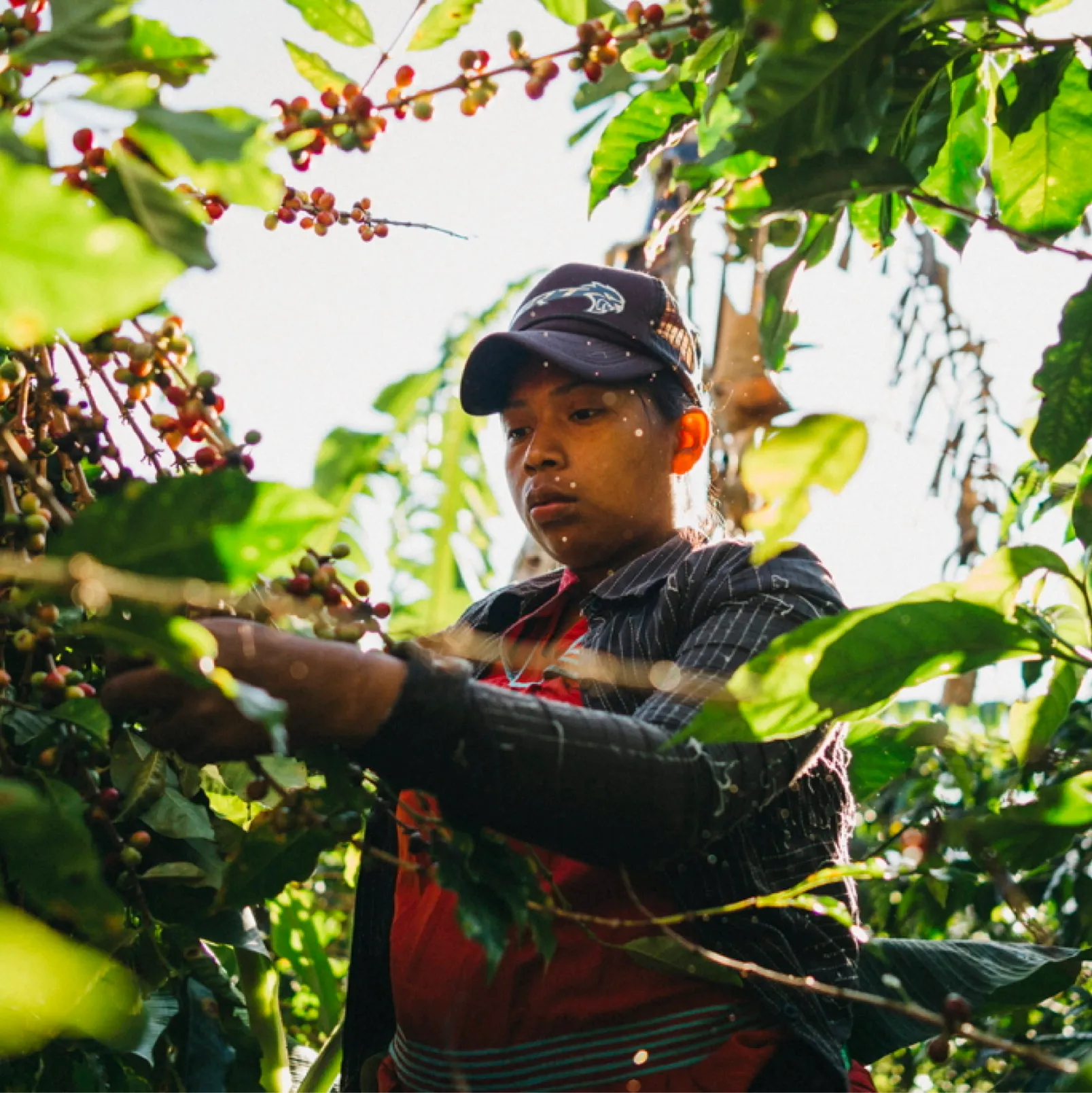 Coffee harvest in Tarrazu Costa Rica